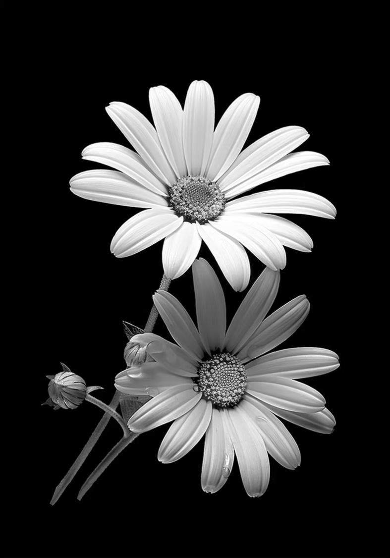 Daisies by Tom Byrne