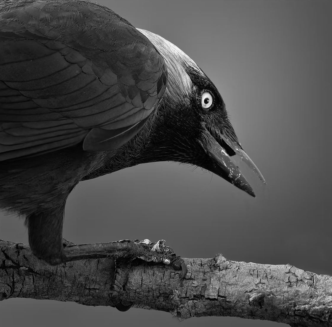 Jackdaw by Pat Seenan