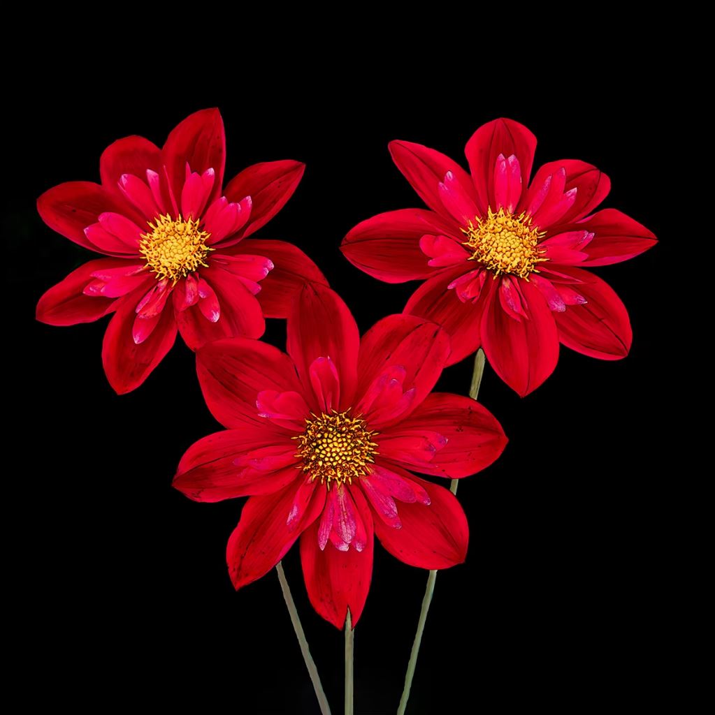 Red Dahlias by Pat Seenan